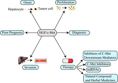 The Function of the HGF/c-Met Axis in Hepatocellular Carcinoma